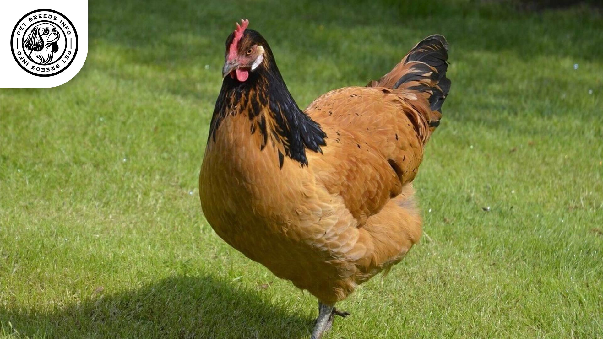 Vorwerk Chicken Diet