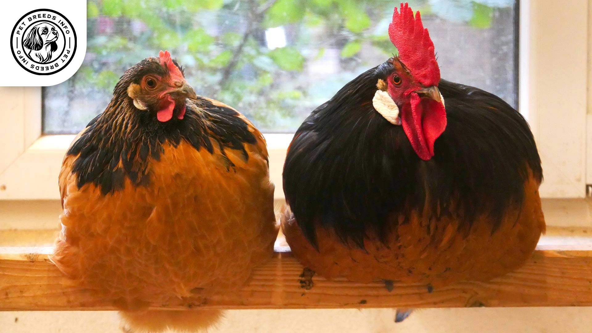 Vorwerk Chicken Personality