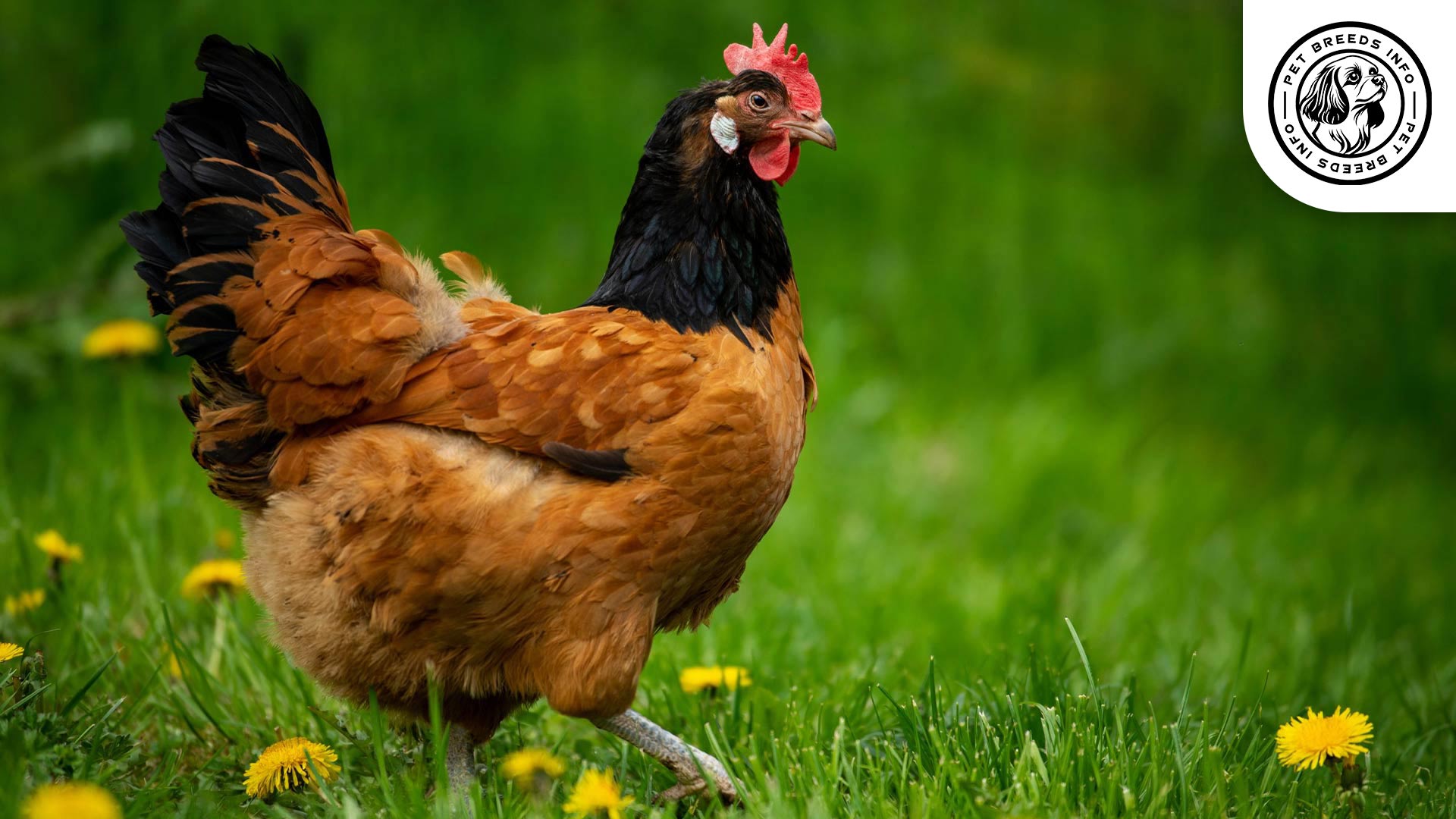 Vorwerk Chicken