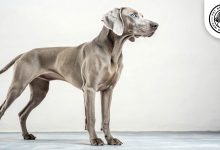 Weimaraner Dog 1 Weimaraner Dog Breed: Size, Health, Price & Personality