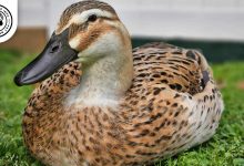Welsh Harlequin Duck
