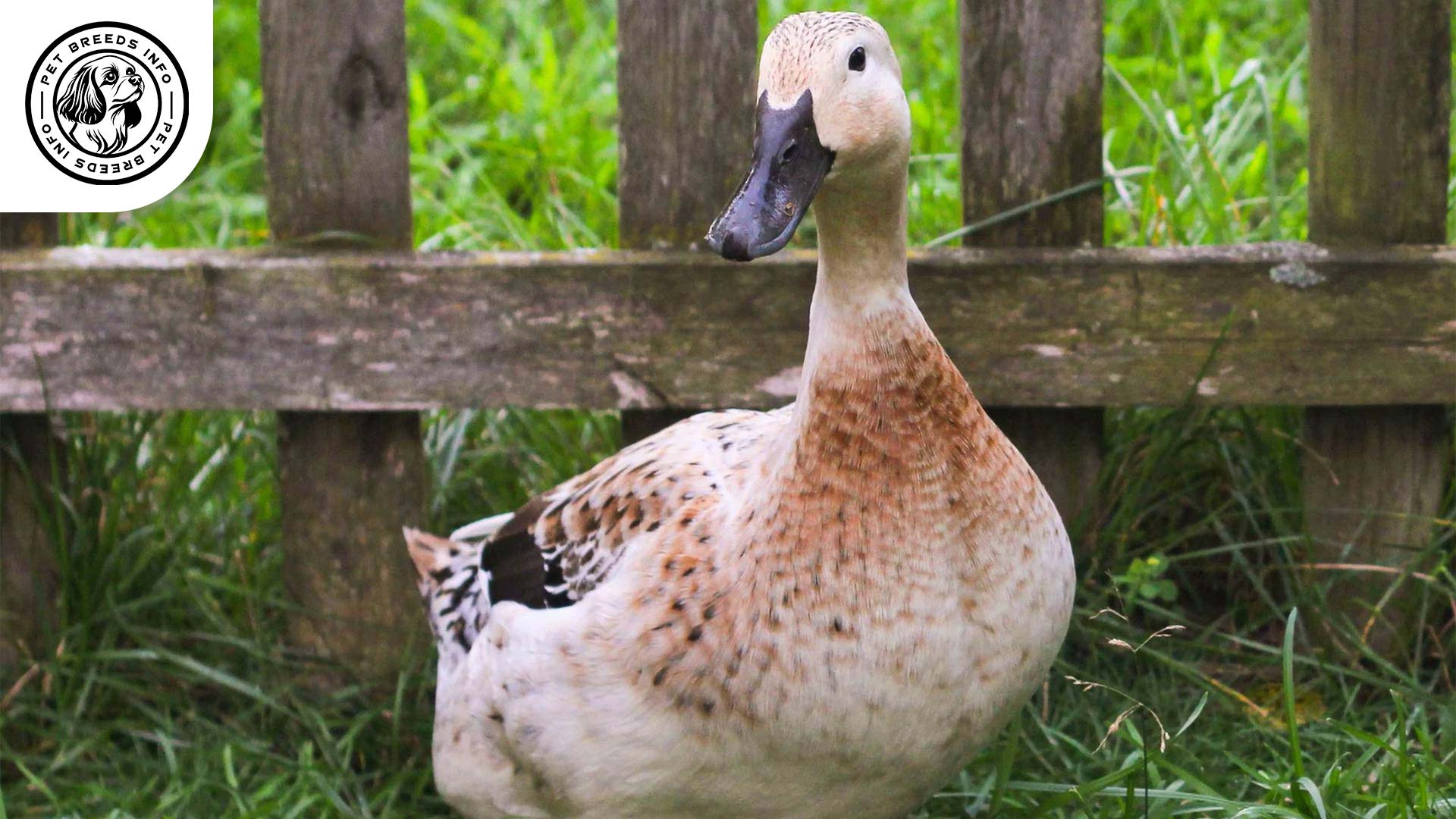 Welsh Harlequin Duck Interaction