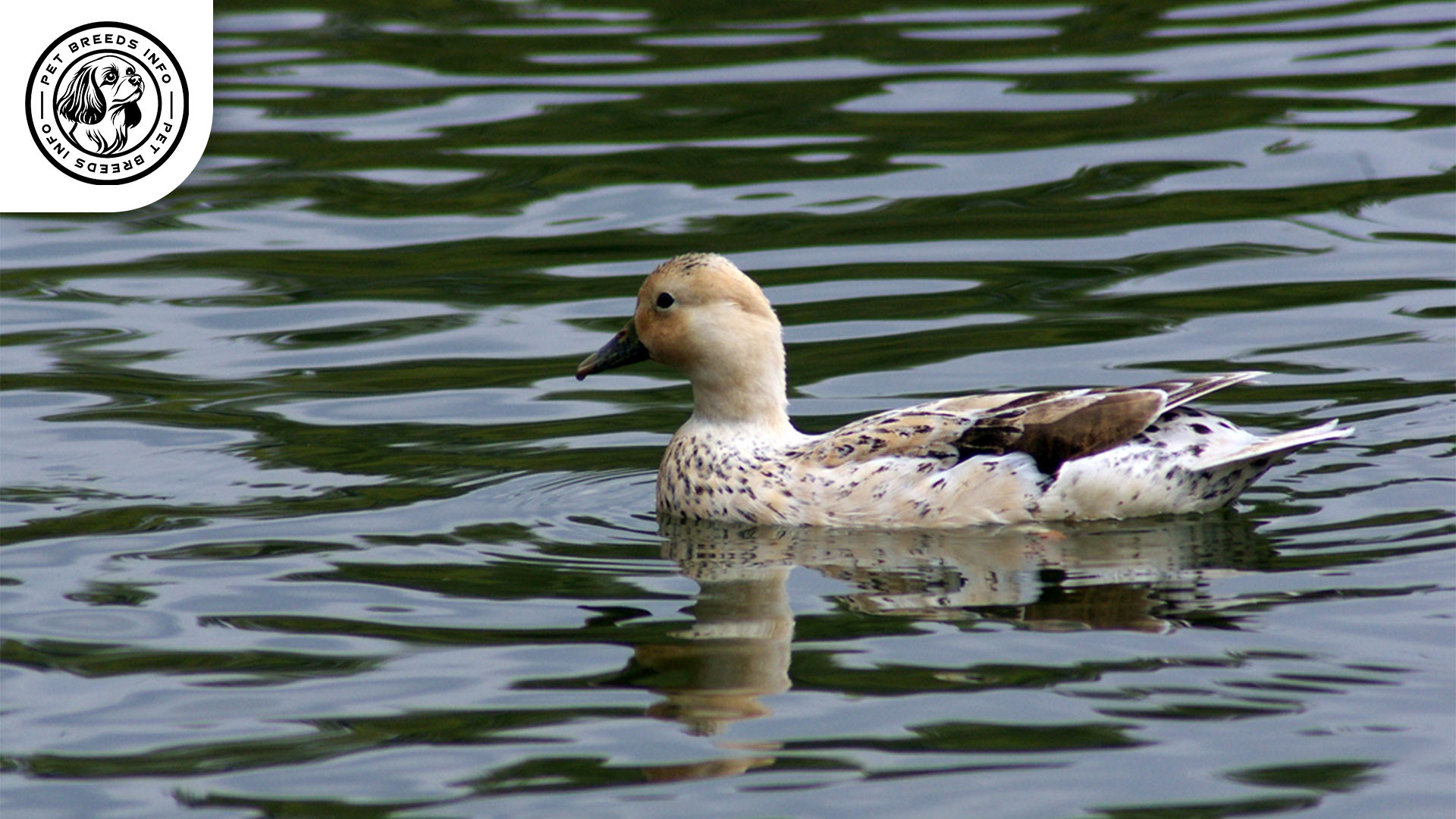 Welsh Harlequin Duck Personality