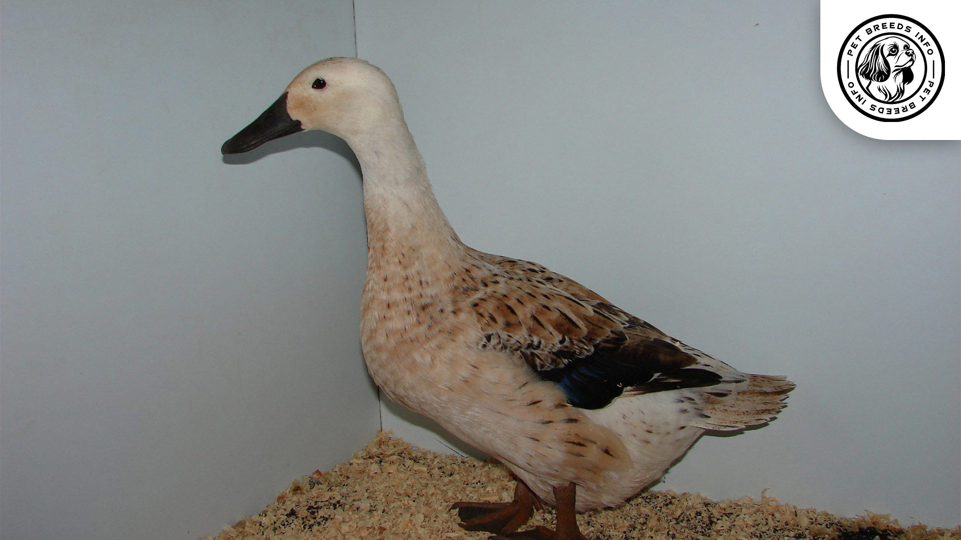 Welsh Harlequin Duck Physical