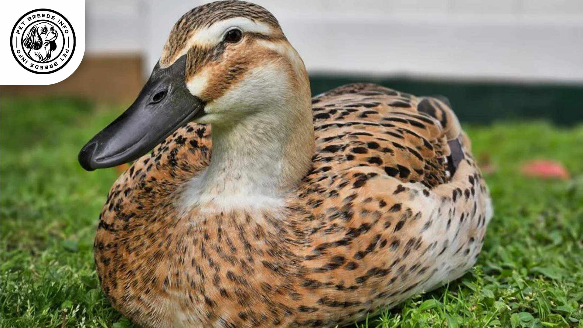 Welsh Harlequin Duck