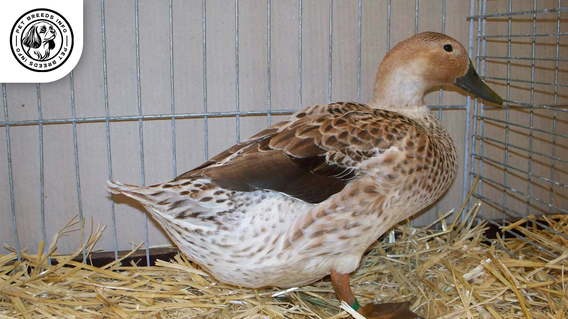 Welsh-Harlequin Duck Diet