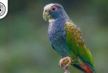 White capped Pionus White-capped Pionus Bird: Personality, Lifespan, Food & Care