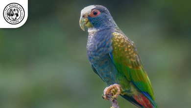 White capped Pionus White-capped Pionus Bird: Personality, Lifespan, Food & Care