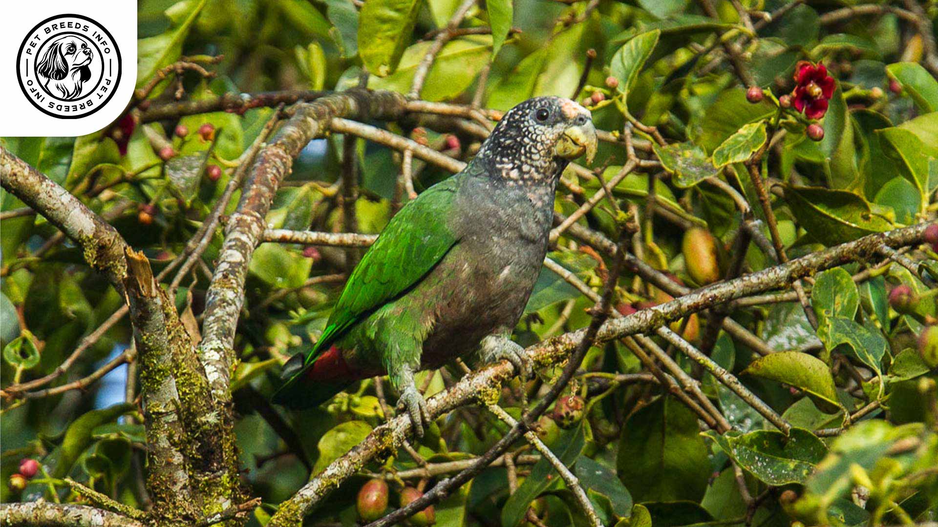 White-capped Pionus Diet