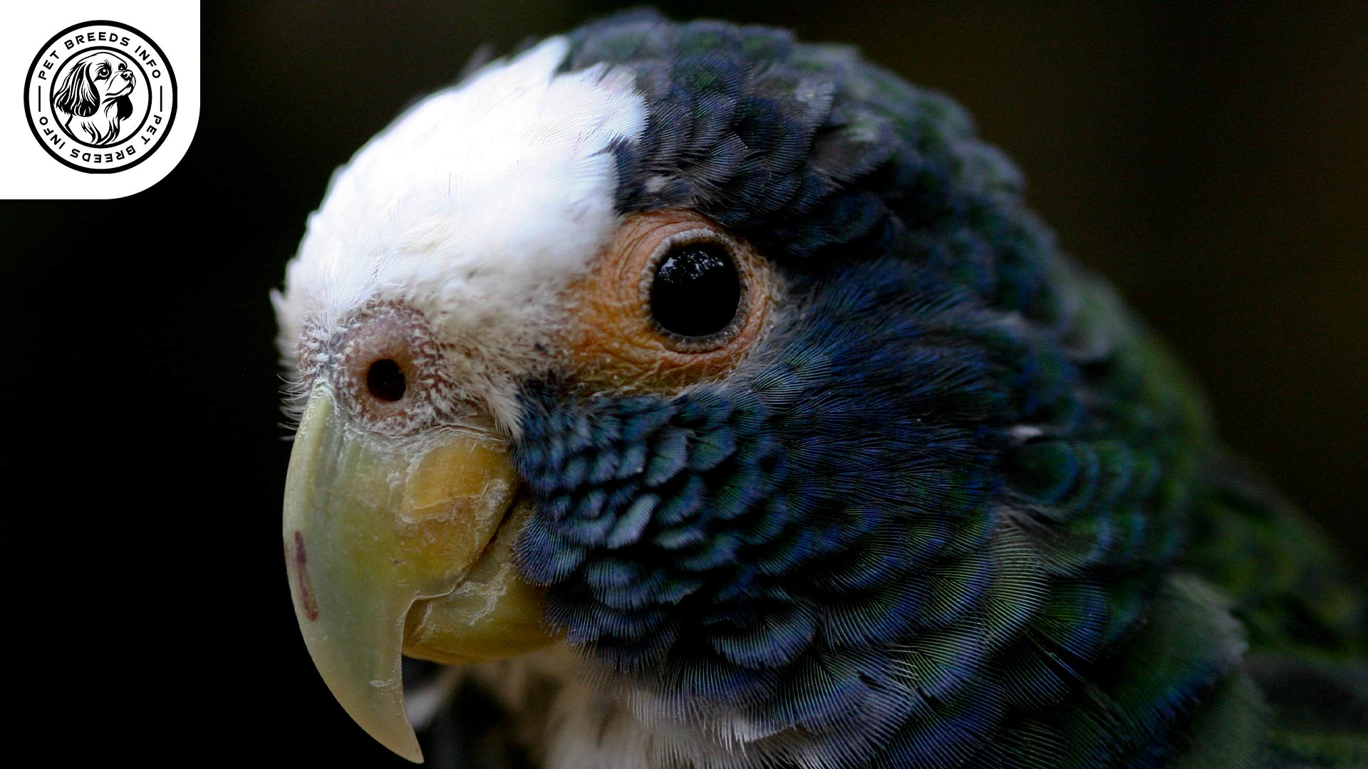 White capped Pionus Physical