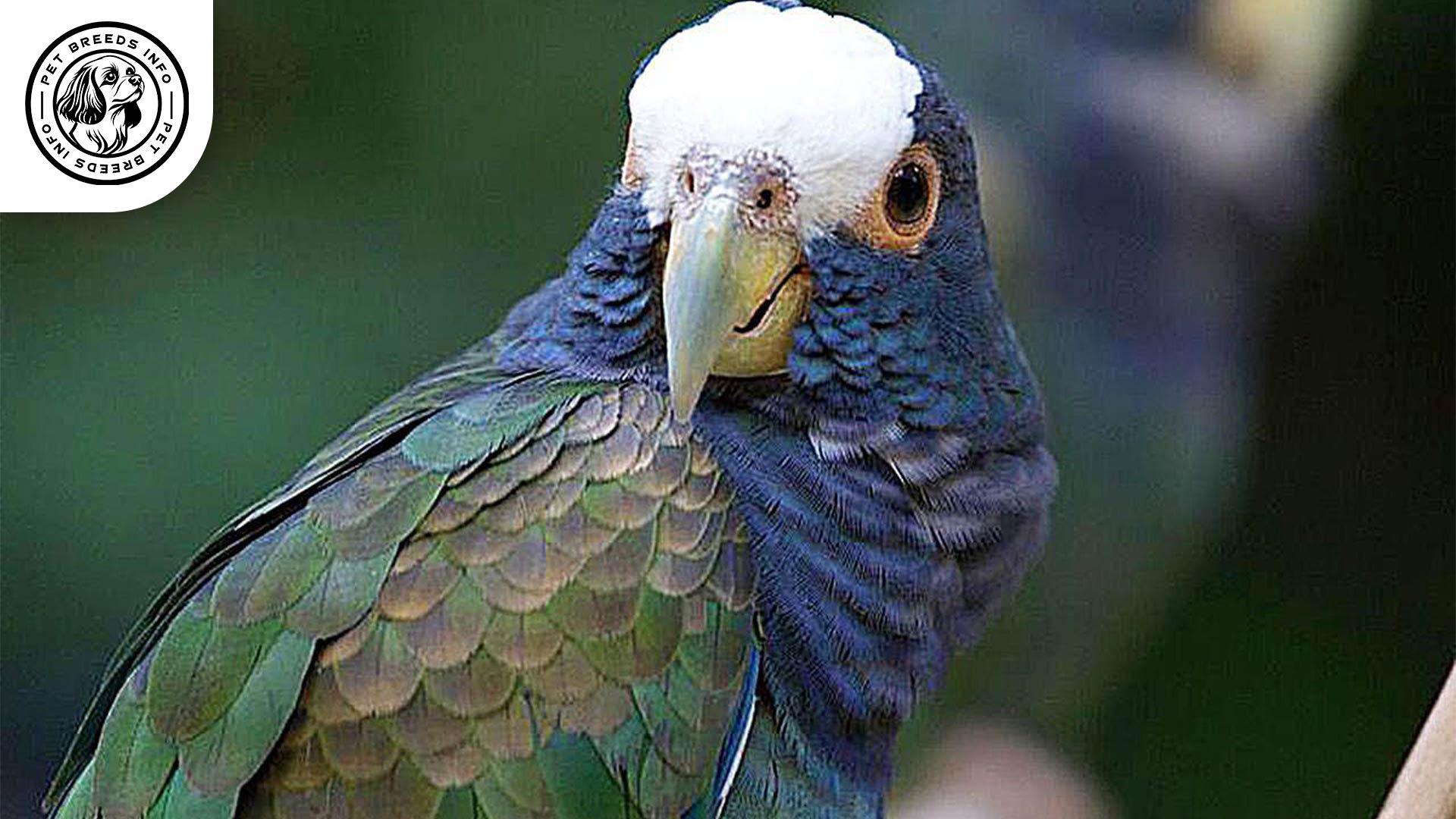 White-capped Pionus white Personality