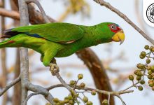 White fronted Amazon
