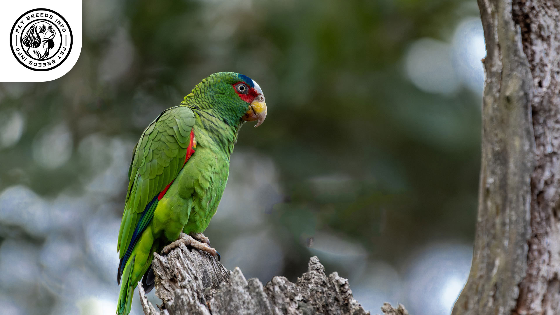 White fronted Amazon Personality