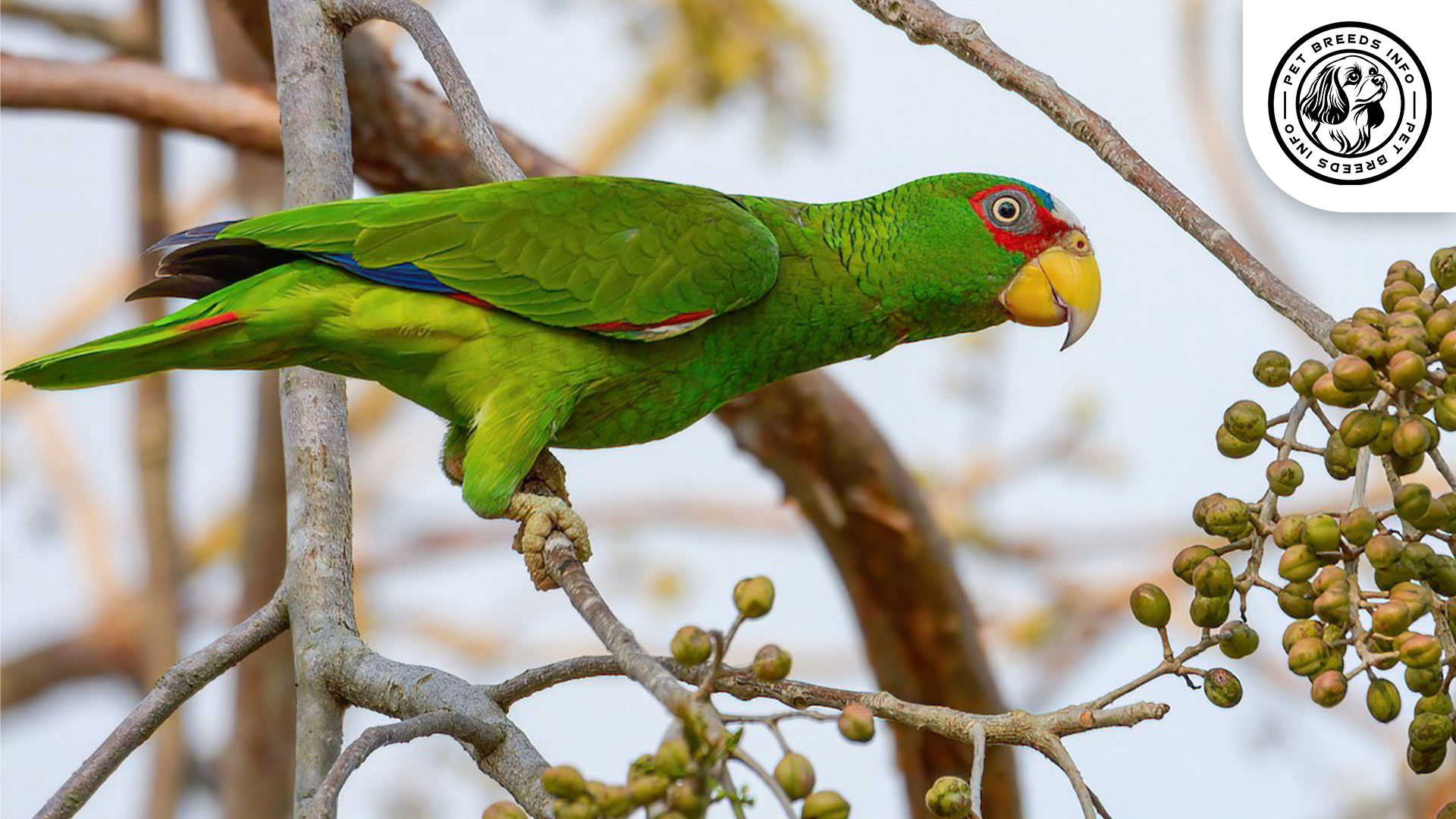 White fronted Amazon