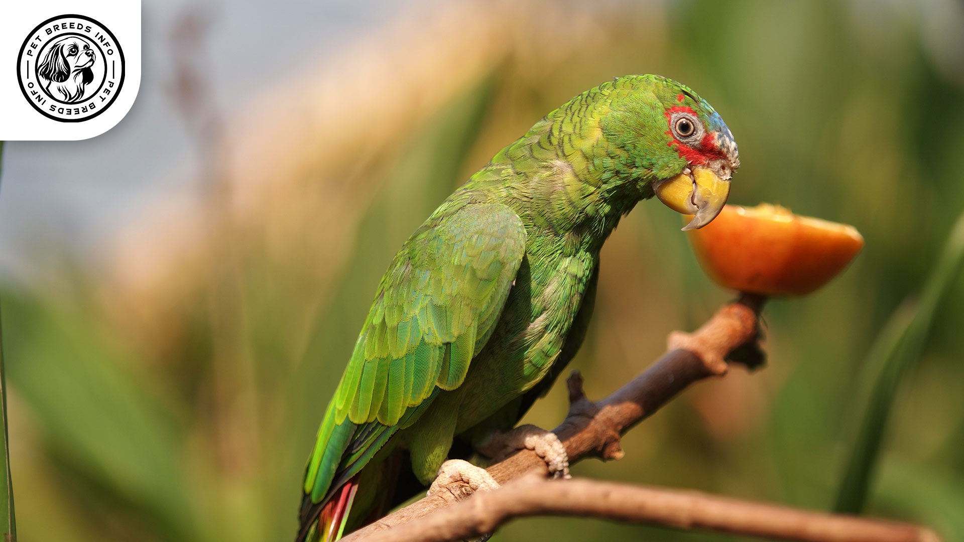 White fronted Amazon Diet