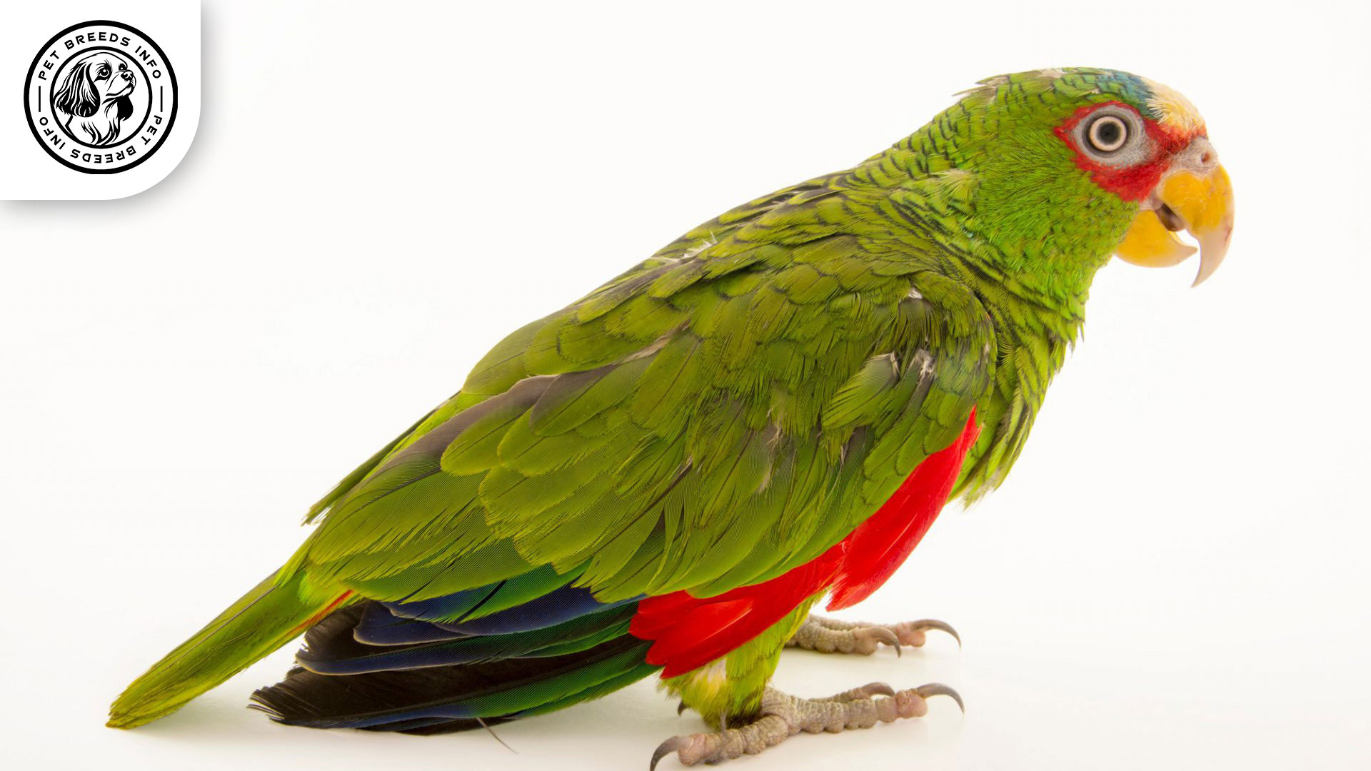 White fronted Amazon Interaction