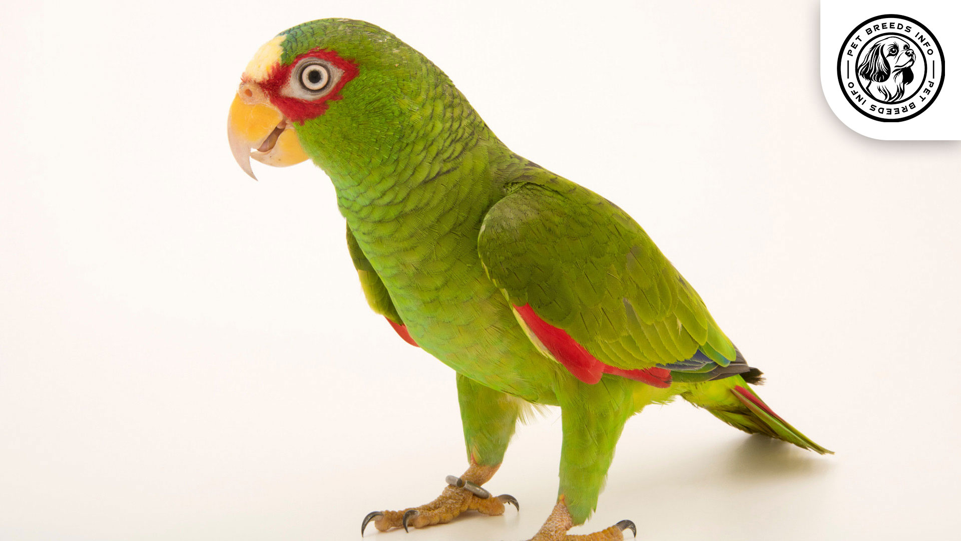 White fronted Amazon Physical