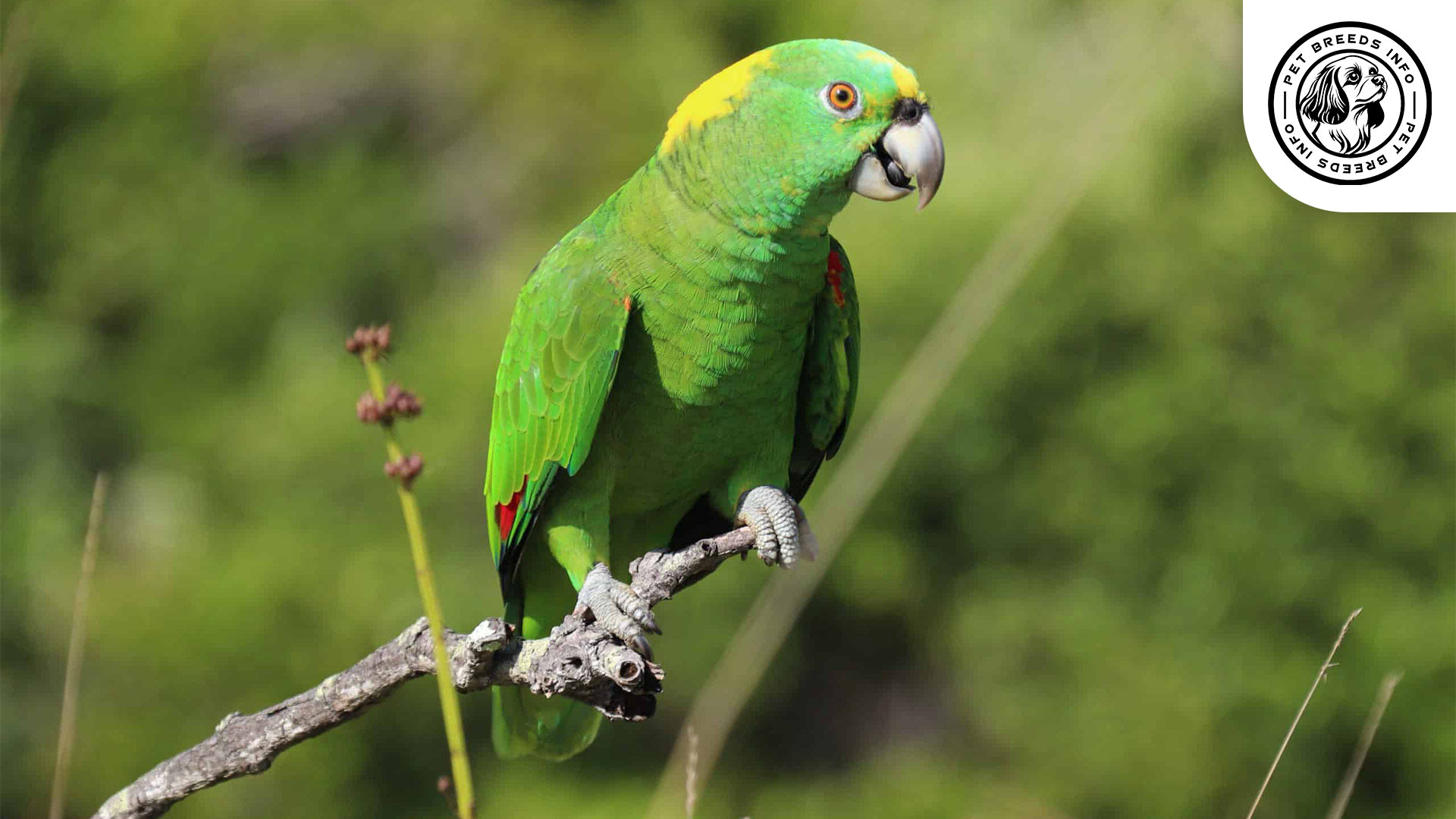 Yellow naped Amazon Interaction