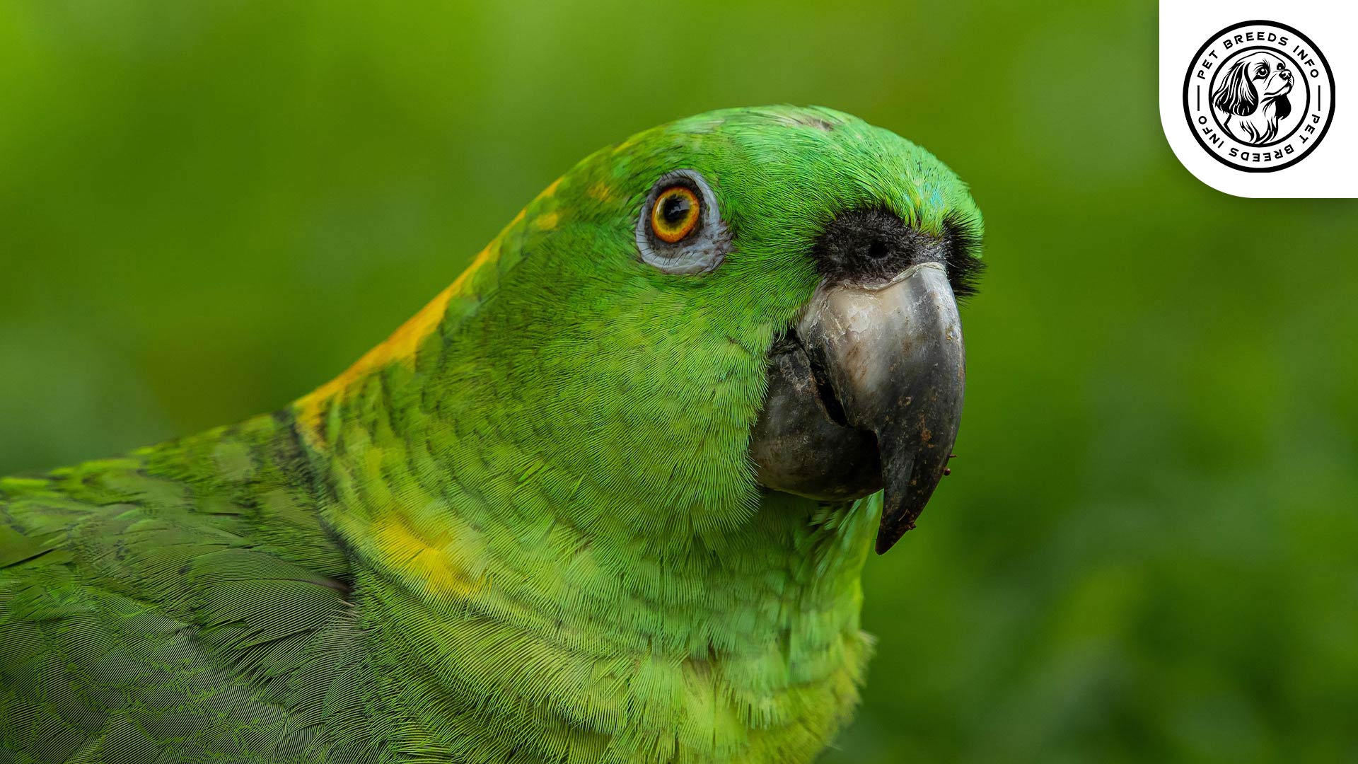 Yellow-naped Parrot Personality