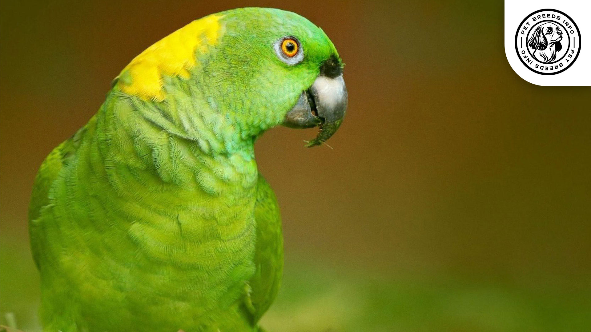 Yellow naped parrot Physical