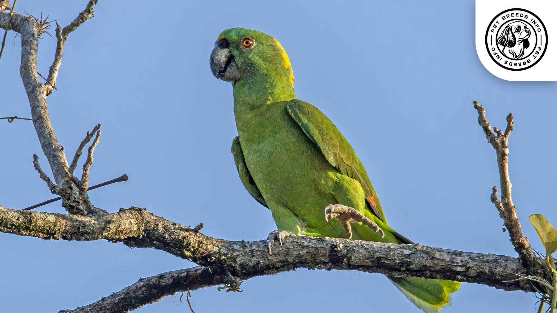 Yellow naped parrot Diet