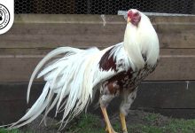 Yokohama Chicken