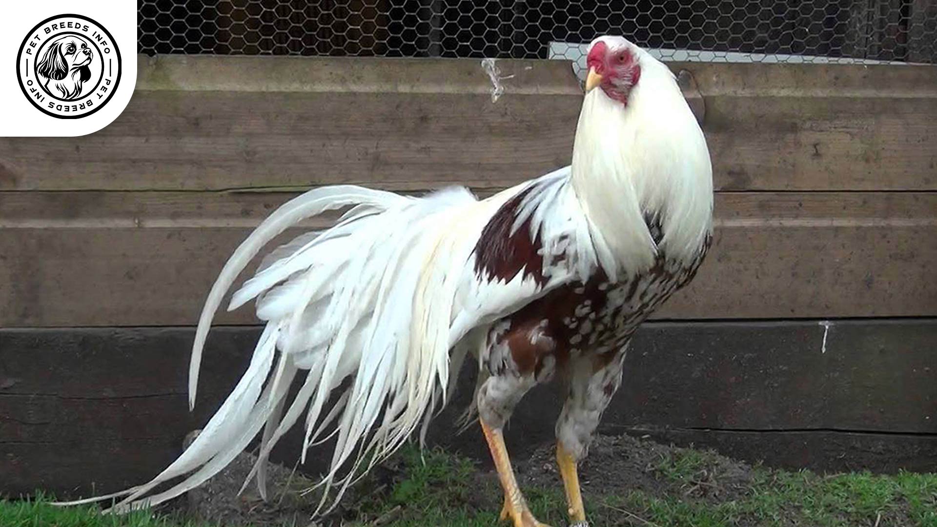 Yokohama Chicken