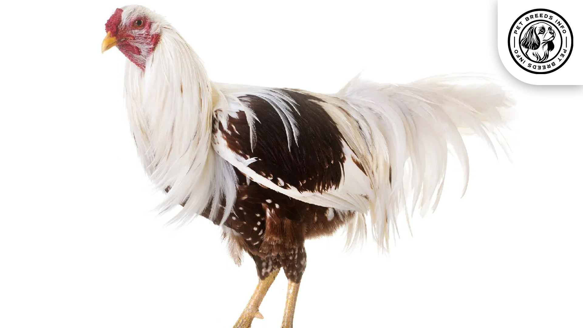 Yokohama Chicken Diet