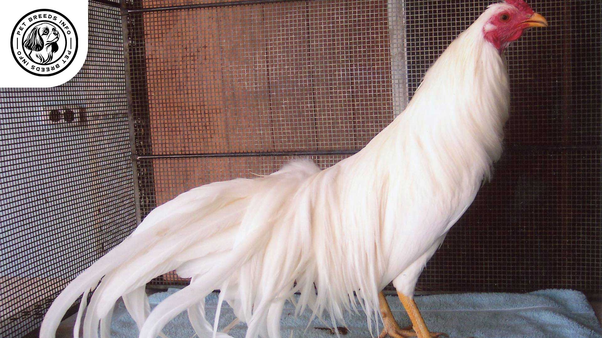 Yokohama Chicken Interaction