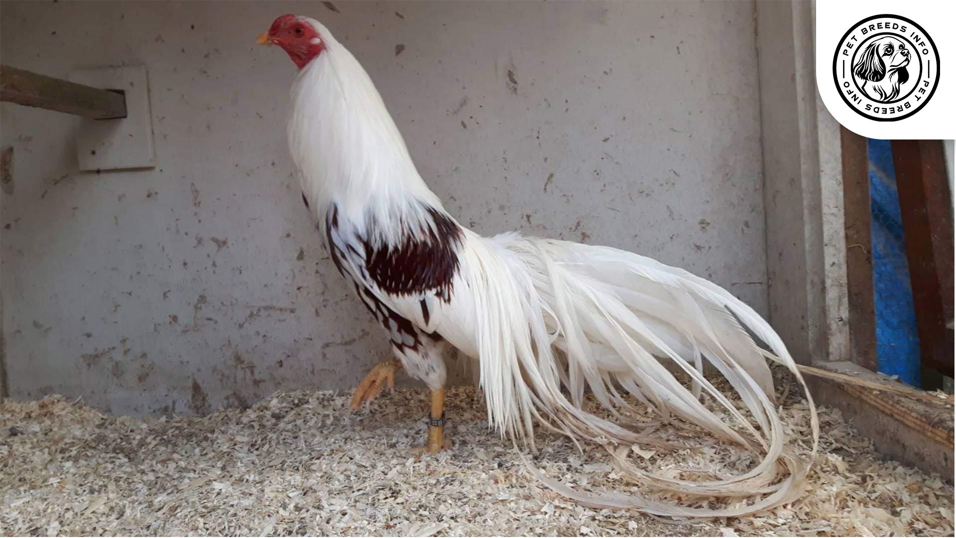 Yokohama Chicken Physical