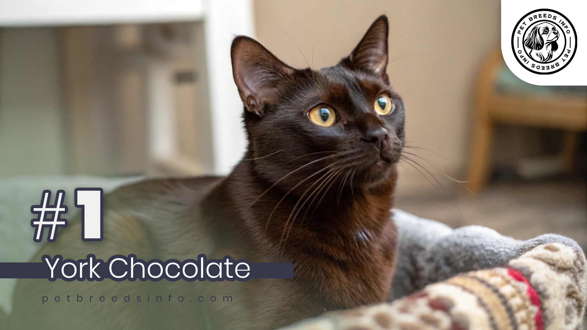 York Chocolate cat breeds