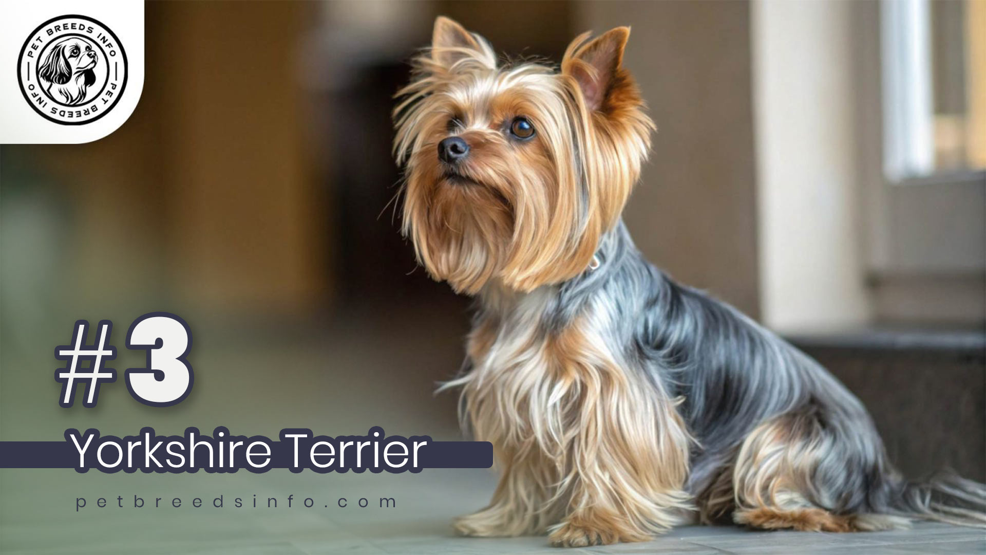 Yorkshire Terrier Dog