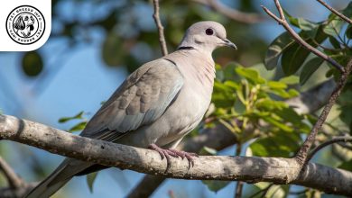 african dove