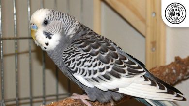 anthracite budgerigar