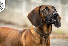 bavarian-mountain-hound-apperiance