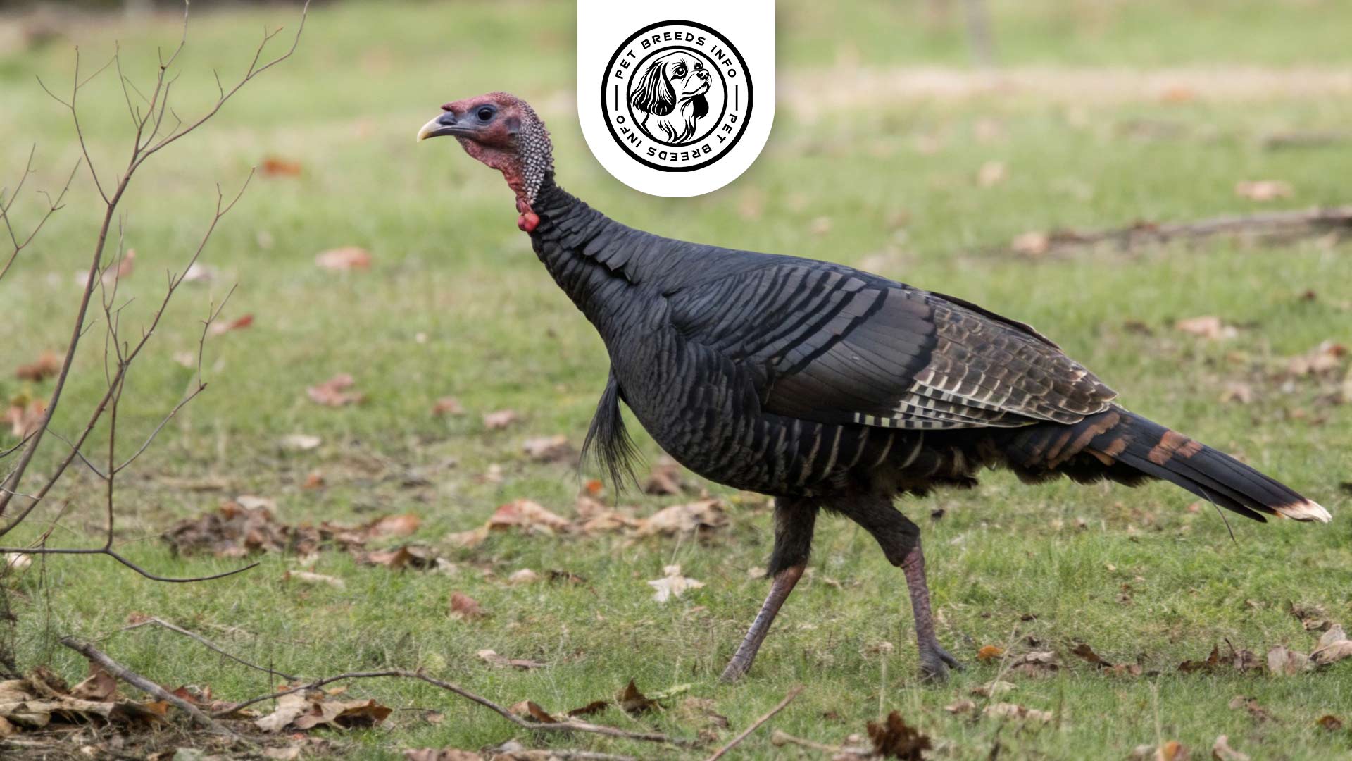 black turkey Physical