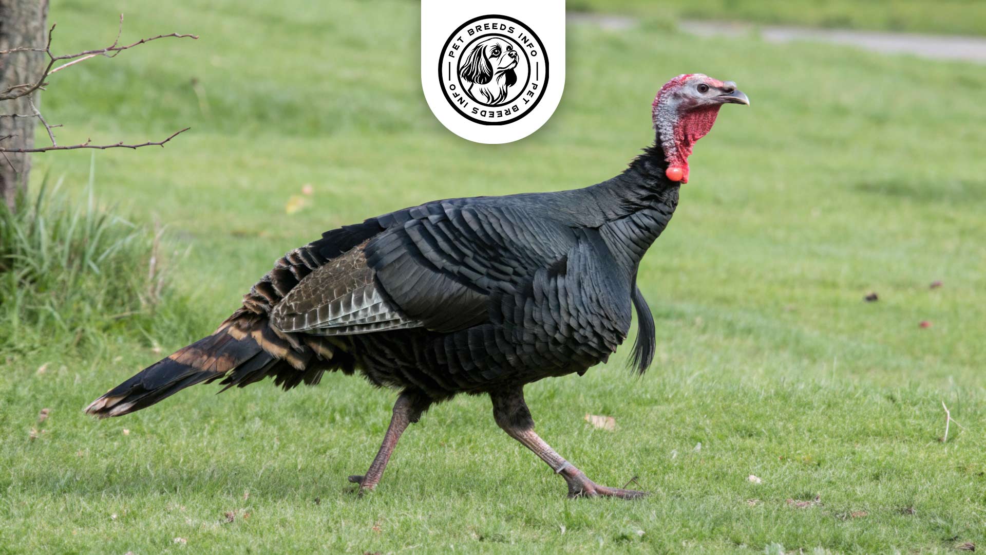 black turkey