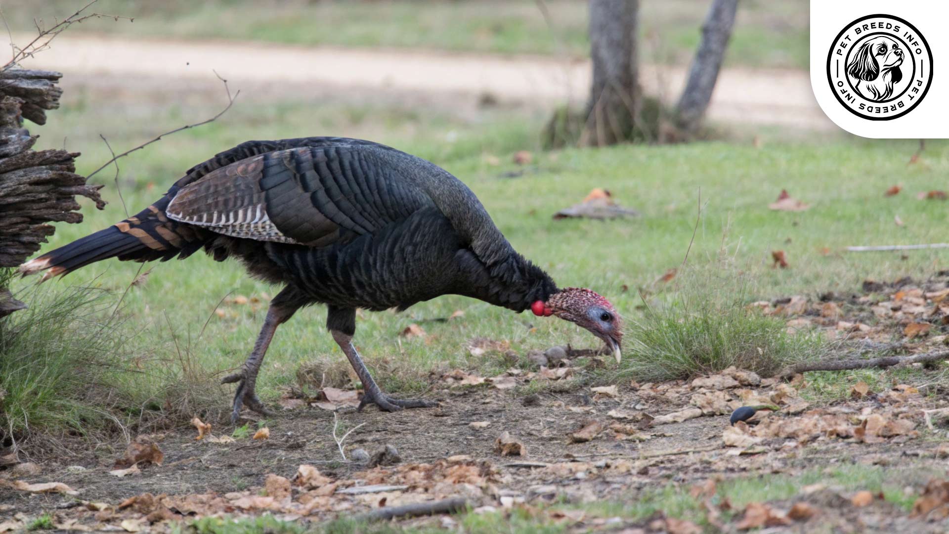 black turkey Diet
