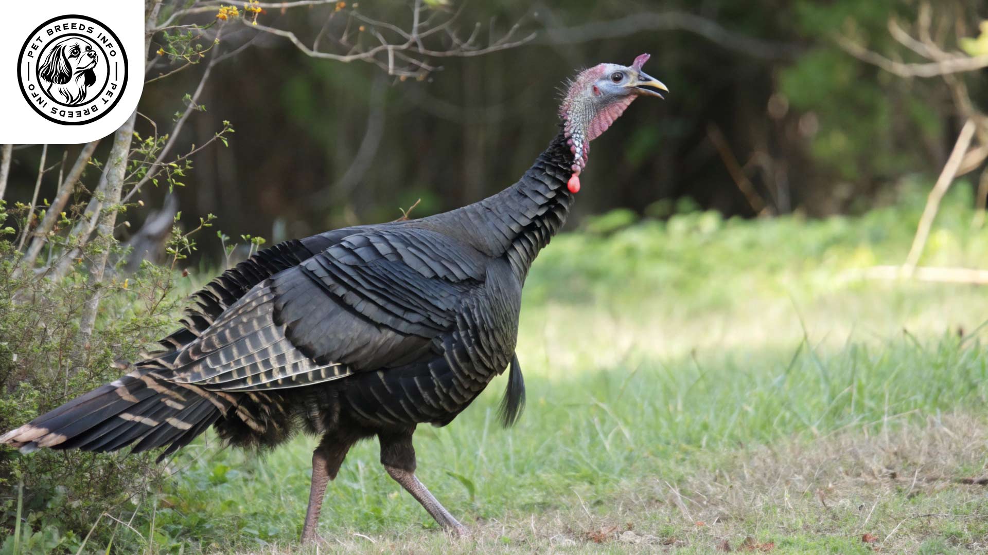 black turkey Interaction