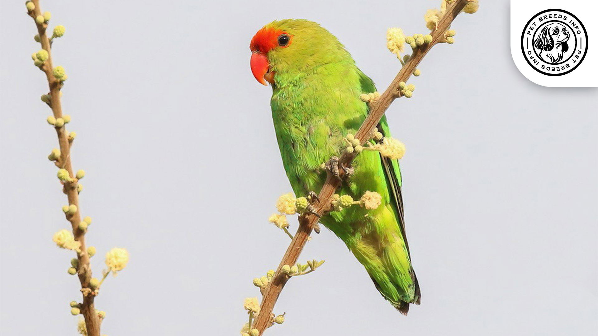 black winged lovebird Personality