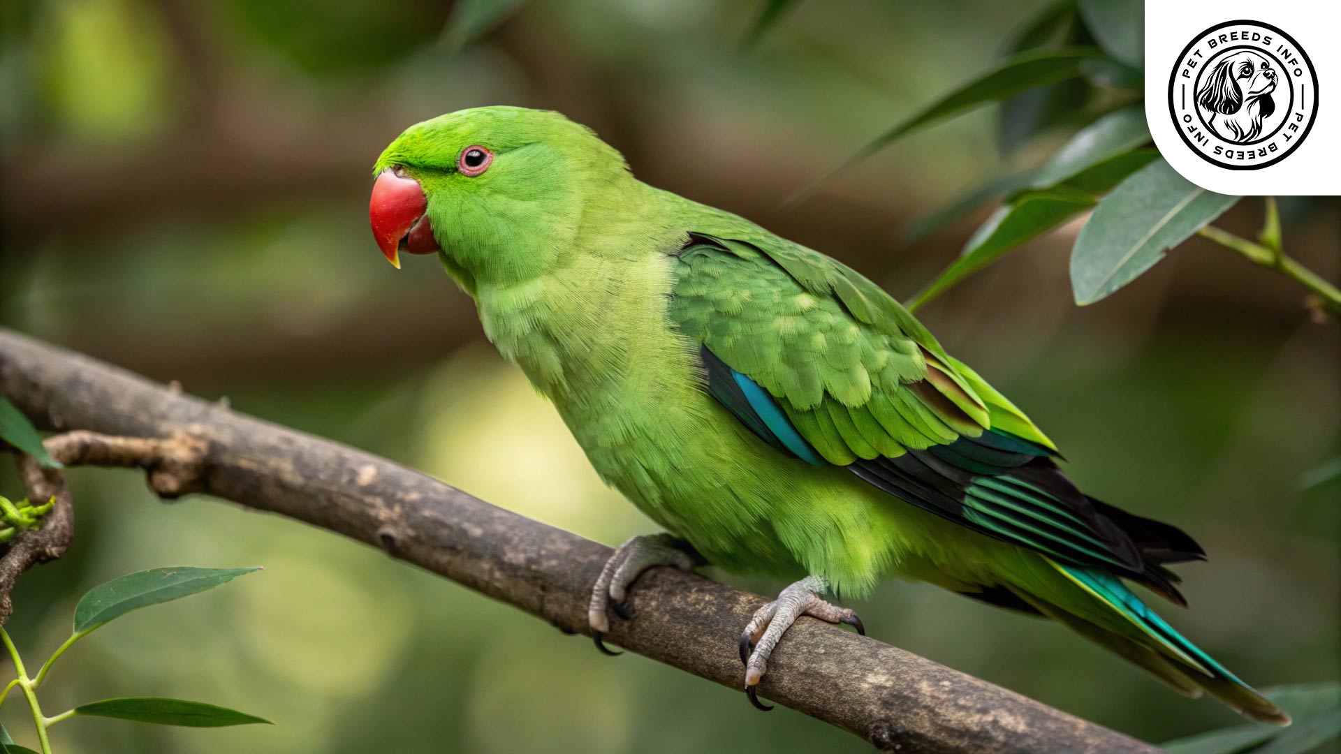 black winged lovebird Physical