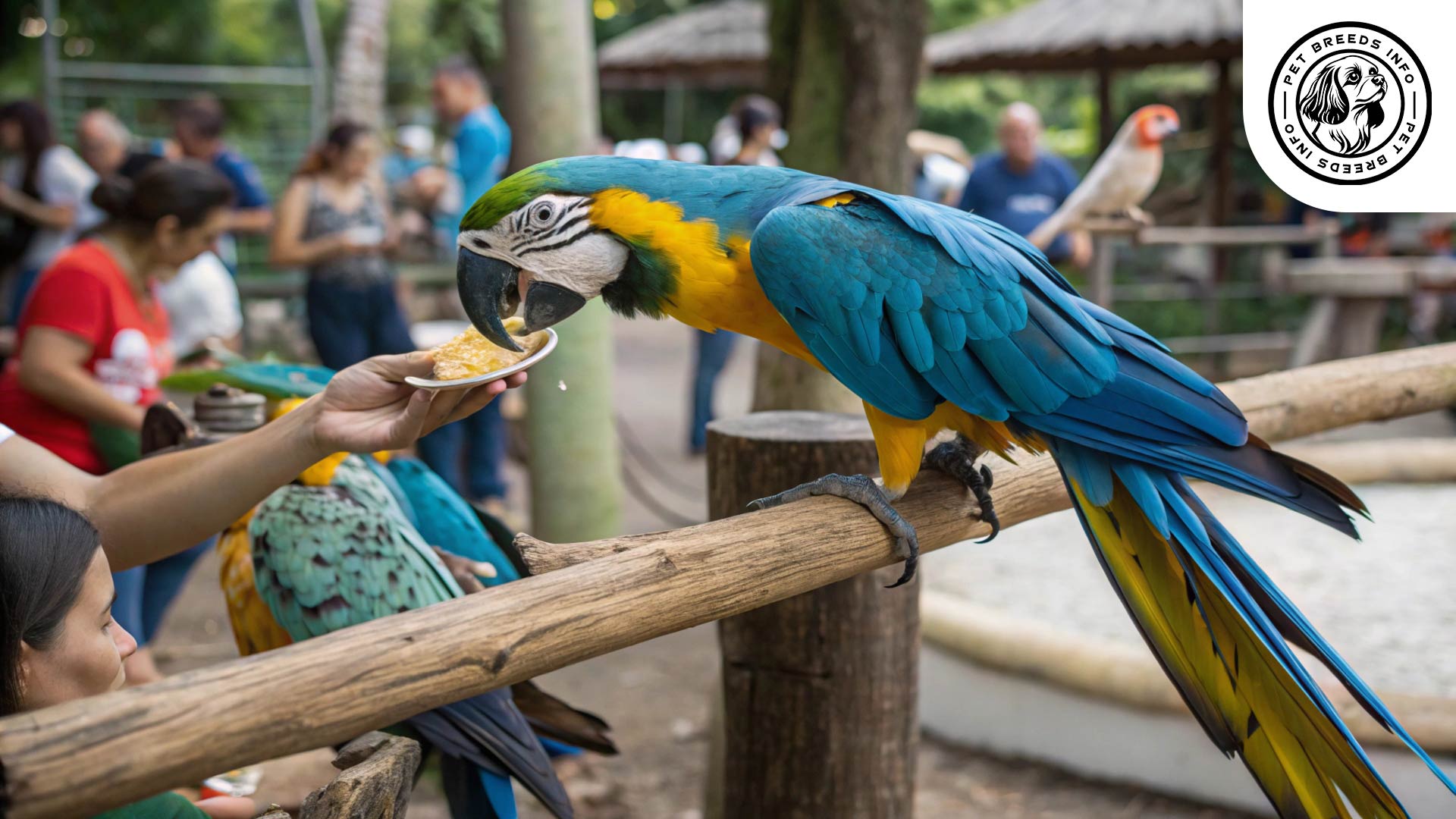 blue-and-yellow-macaw bird interaction