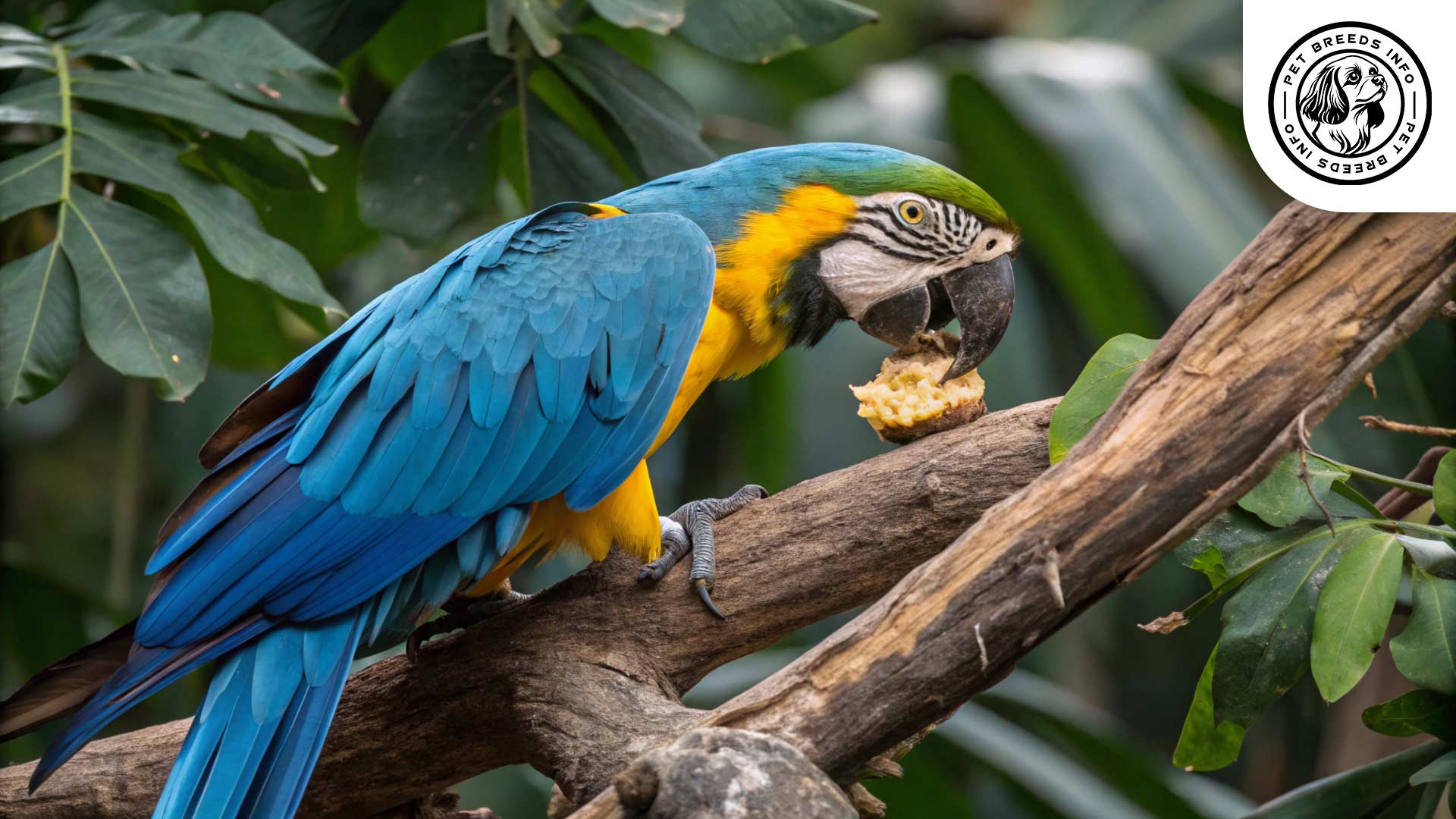 blue-and-yellow macaw bird
