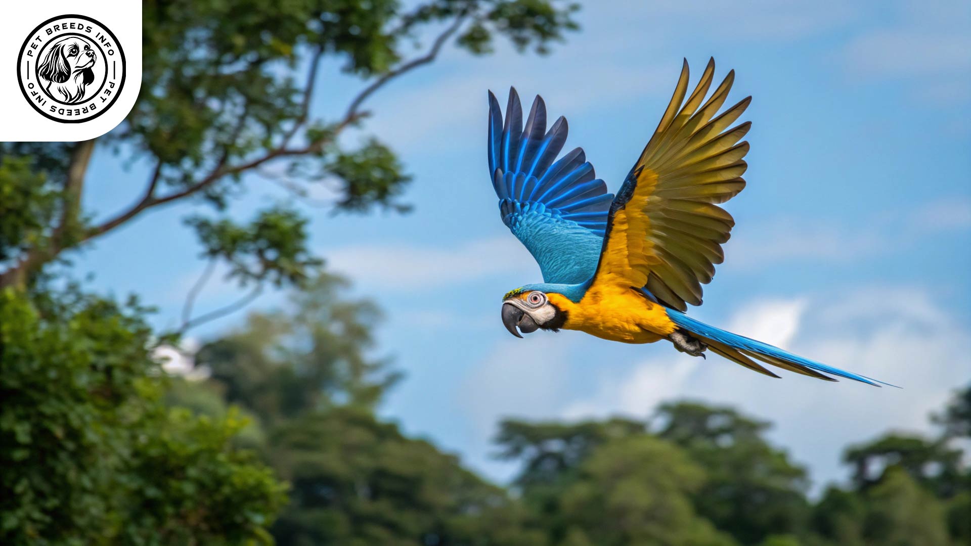 blue-and-yellow-macaw birdPhysical
