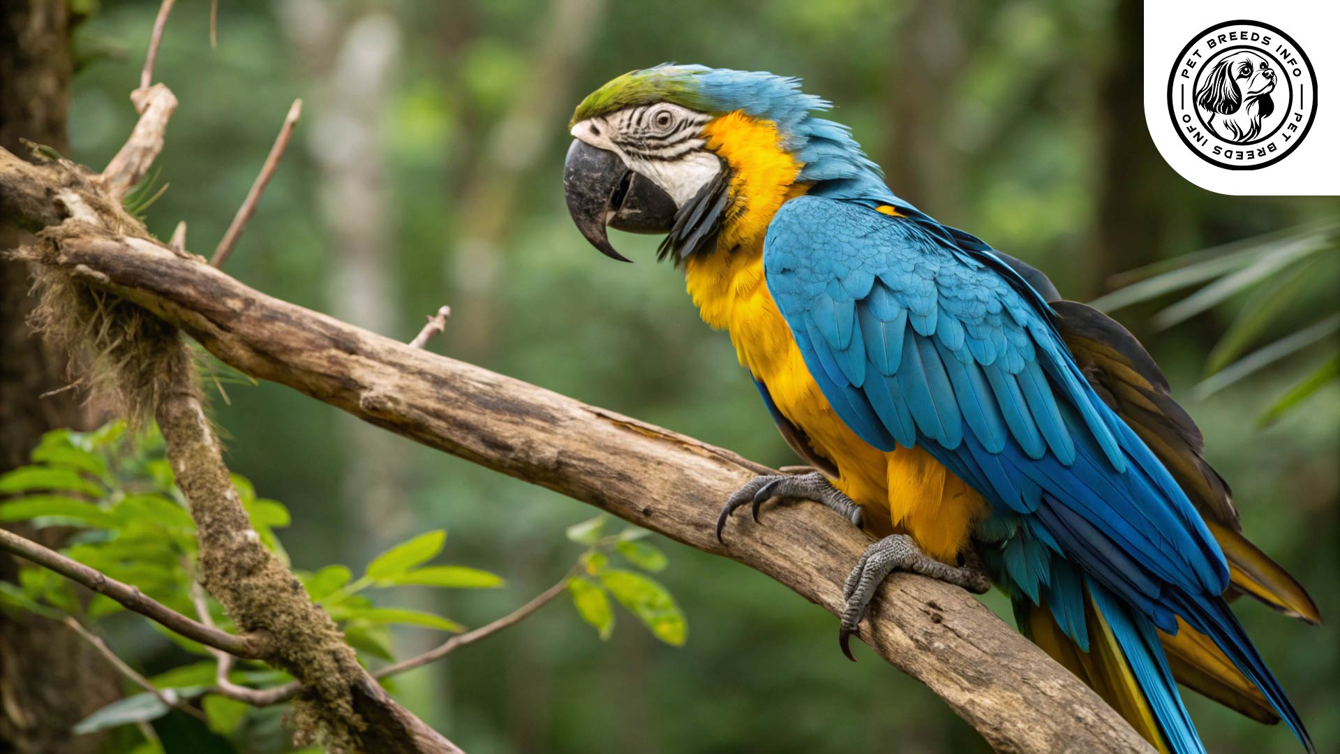 blue-and-yellow-macaw birdPrice