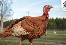 bourbon red turkey