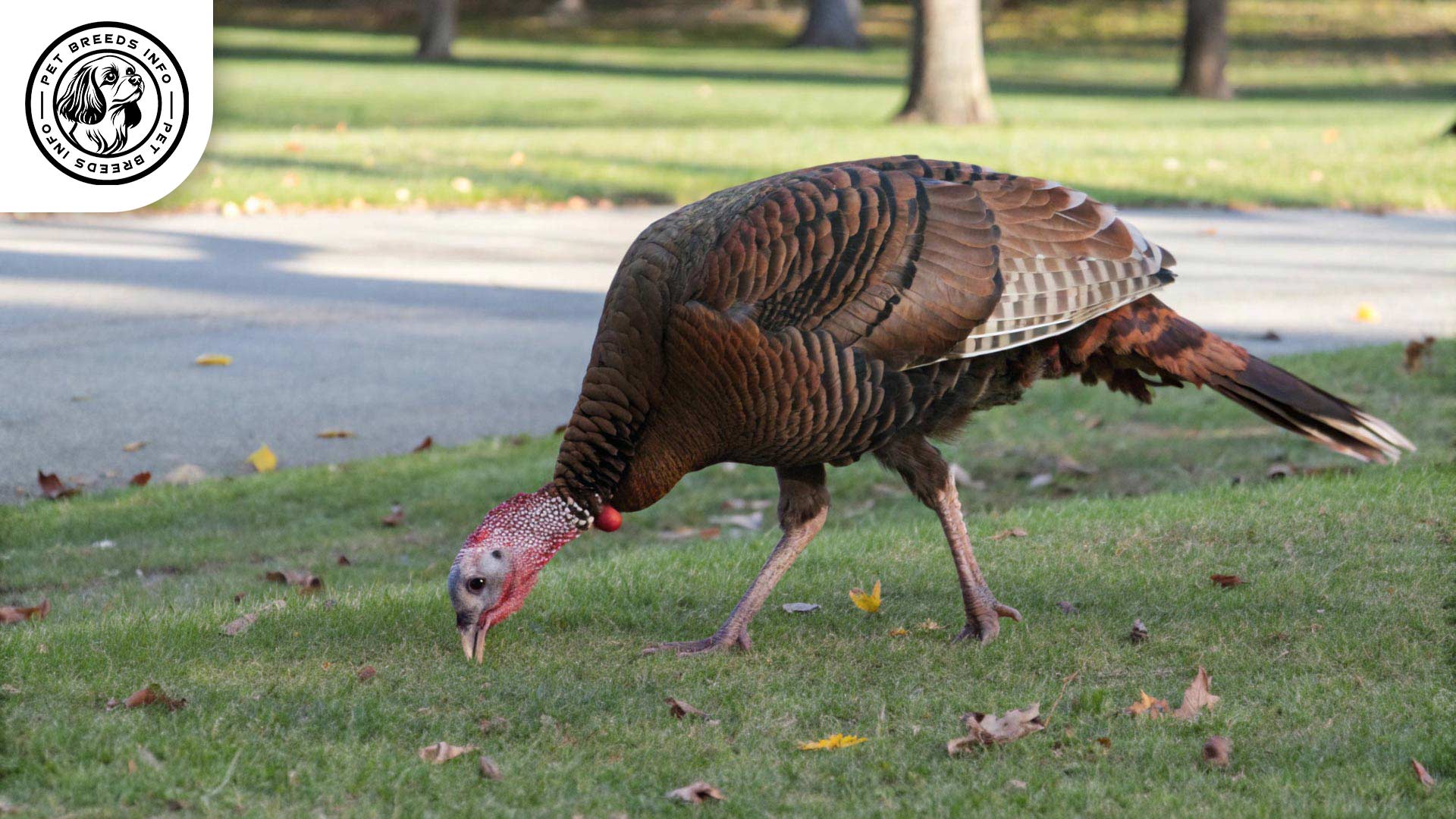 bourbon-red-turkey Diet