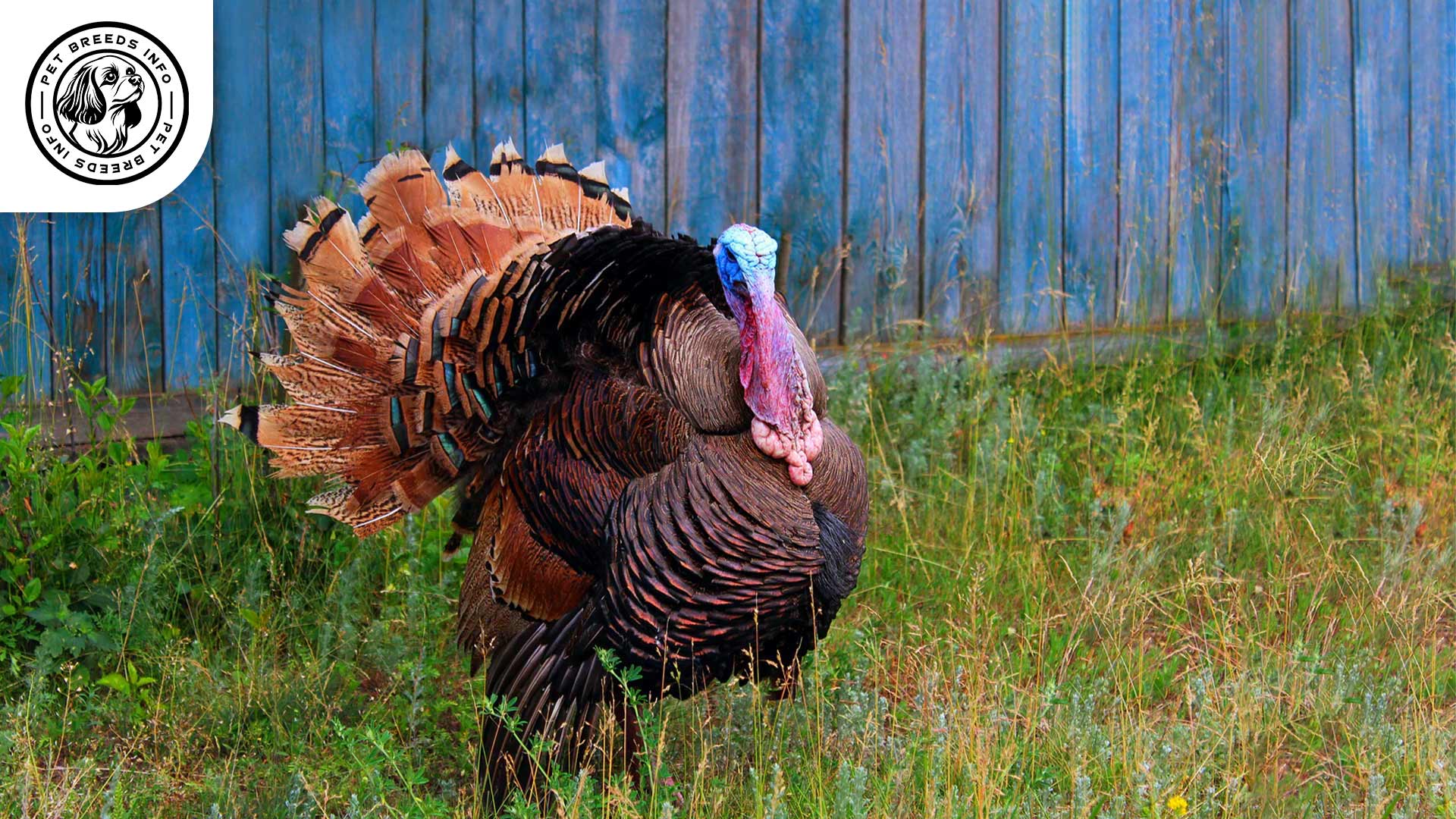 broad_breasted bronze turkey Personality