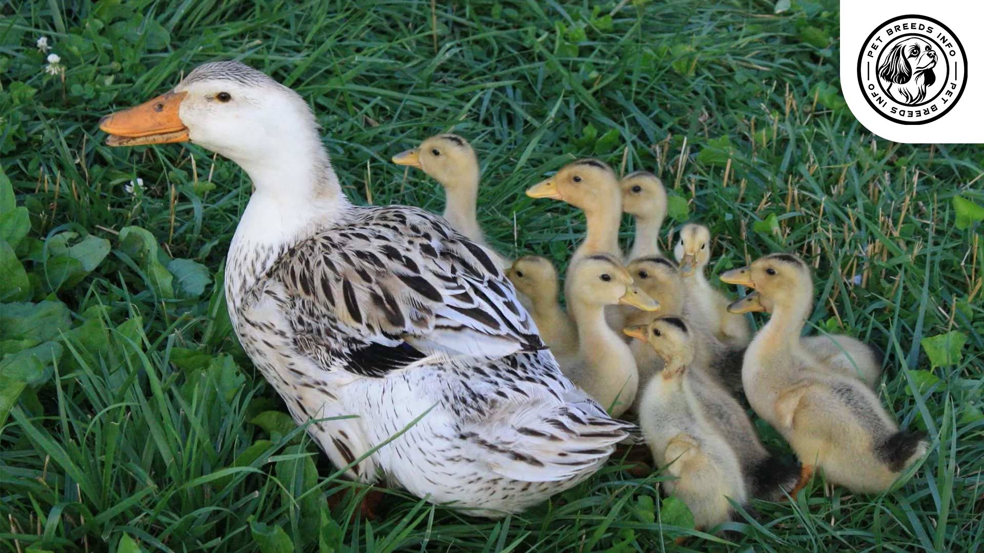 broodies appleyard duck Personality