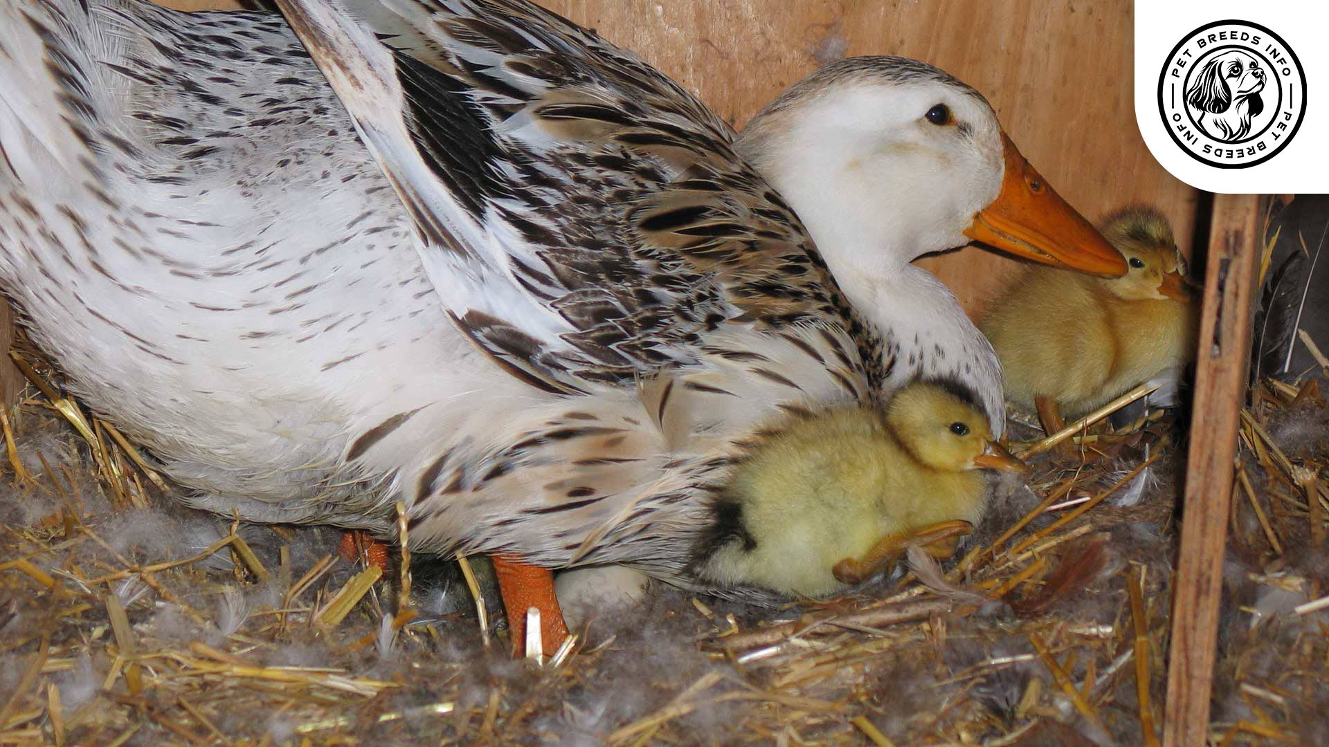 broodies appleyard duck and ducklings Interaction